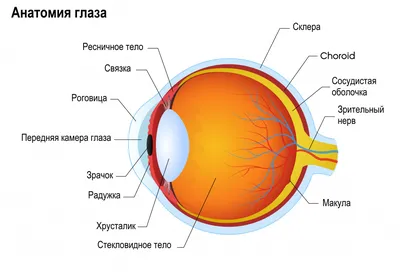 Как устроена роговица человеческого глаза, какие отделы в ней выделяют и за  что они отвечают