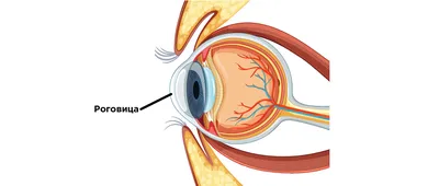 Отек роговицы: симптомы, лечение и профилактика - причины, симптомы, лечение