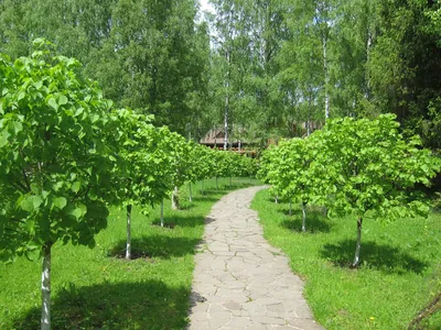 Гостиница Романов лес в городе Кострома - заказ тура