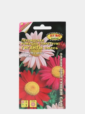 Купить Персидская ромашка Робинзон смесь недорого по цене  29руб.|Garden-zoo.ru