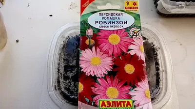Семена цветы \"Пиретрум Персидская ромашка Гиганты смесь\" купить по цене 59  ₽ в интернет-магазине KazanExpress