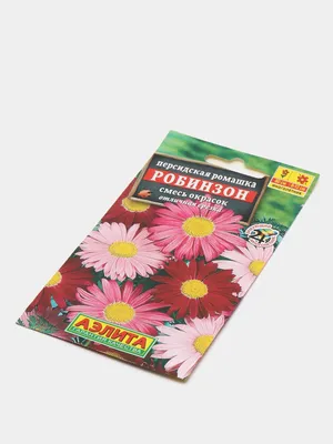 Персидская ромашка (пиретрум): как вырастить, где красивее разместить |  уДачный выбор | Дзен