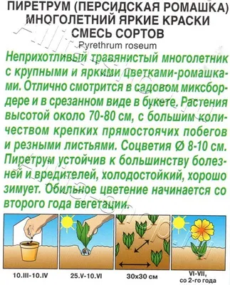 Ромашка (Нивяник), пиретрум семена в Вологде — купить по оптовой цене в  СтройОптТорге