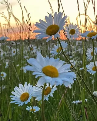 Одинцовский Дворик - Ромашковый закат 😃🌼 . Всем приятного вечера! 🤗💫 .  Фото 📷@al2leon #добрыйвечеродинцово #ромашка #ромашки #ромашки🌼  #вромашковомполе #назакате #закаты #закат #приятноговечера #оди_дворик  #одинцово #мо #одинцовскийрайон | Facebook