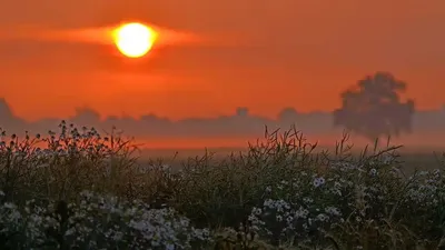 Красивые ромашки на лугу на закате | Премиум Фото