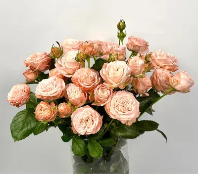 Цветы «Роза Россия «Saidа»» с доставкой
