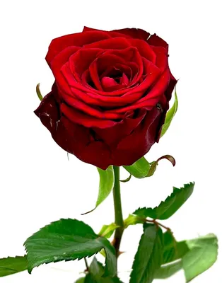 Роза красная Россия, Цветы и подарки в Екатеринбурге, купить по цене 199  RUB, Цветы поштучно в Урал Роза с доставкой | Flowwow