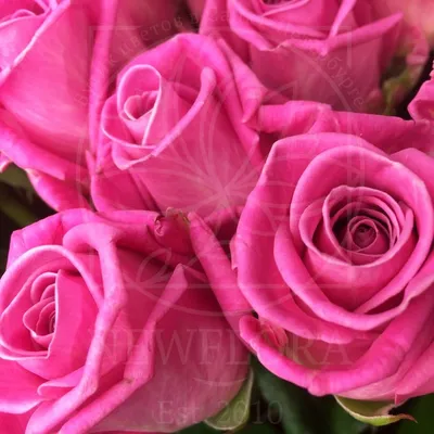 Pink aqua rose hi-res stock photography and images - Alamy