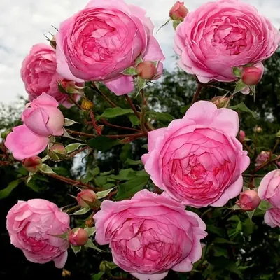 Роза английская Алан Титчмарш C4 купить за 950 р. в садовом центре АСТ  Медовое