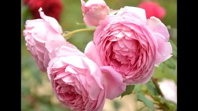 Саженцы розы алан титчмарш купить в Москве по цене от 690 рублей