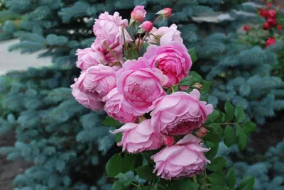 Саженцы розы шраб Алан Титчмарш (Alan Titchmarsh) купить в Москве по цене  от 1 800 до 3060 руб. - питомник растений Элитный Сад