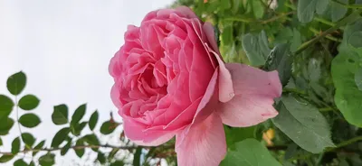 Alan Titchmarsh | Roses' Name