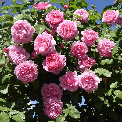 Алан Титчмарш роза.Alan Titchmarsh rose.Английские розы.Описание.Фото.Отзывы.Купить.Питомник  роз