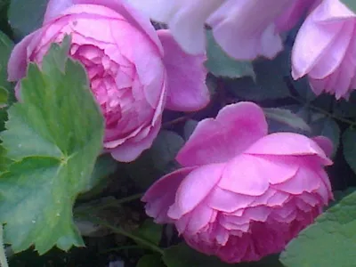 Alan Titchmarsh - фото сортов роз с обсуждением | prorozy.com