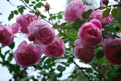 Купить Роза английская Алан Тичмарш саженцы почтой в интернет-магазине  Эко-сад24.рф | Фото, описание сорта, цена и характеристики