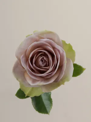 Amnesia Roses - Florabundance Wholesale Flowers