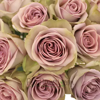 Amnesia Roses – Eblooms Farm Direct Inc.