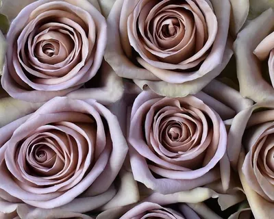 Amnesia rose | Amnesia rose, Rose varieties, Mauve wedding