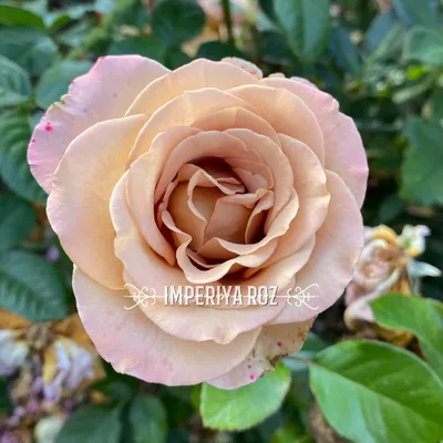 Amnesia Rose - 25st - Ramirez Wholesale Flowers Inc