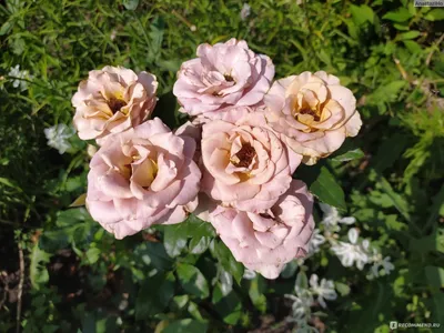 Amnesia Rose (50 STEMS) — Farm Direct Rose