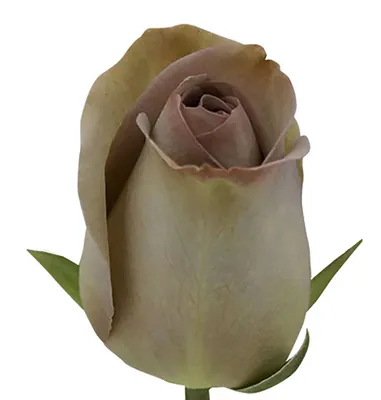 Amnesia Roses – Eblooms Farm Direct Inc.