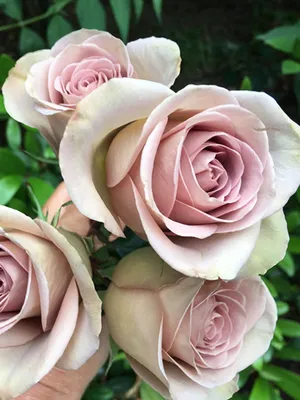 Quicksand and Amnesia roses. In my opinion, a perfect combination 🙌🏻 . .  . #weddingflowers #roses #prett… | Amnesia rose, Flower bouquet wedding,  Types of flowers