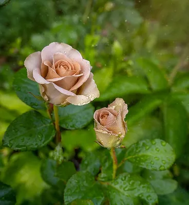 AMNESIA a Brown/Grey rose from Ecuador