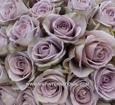 Rose, Lavender Amnesia – Lovingly Charlotte Flower Market