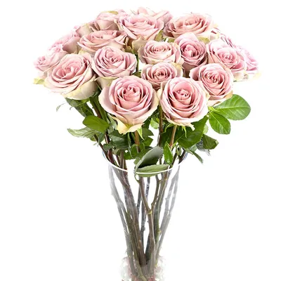 Amnesia Rose - 25st - Ramirez Wholesale Flowers Inc