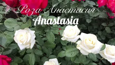 Роза чайно-гибридная Анастасия (Anastasia) саженцы с ЗКС. Купить от 500  руб. в Москве - питомник Московские Розы