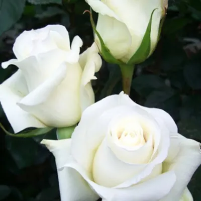 Роза чайно-гибридная Анастасия Rose hybrid tea Anastasia - купить саженцы  роз с доставкой по Украине в магазине Добродар