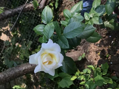 Роза чайно-гибридная Анастасия Rose hybrid tea Anastasia - купить саженцы  роз с доставкой по Украине в магазине Добродар