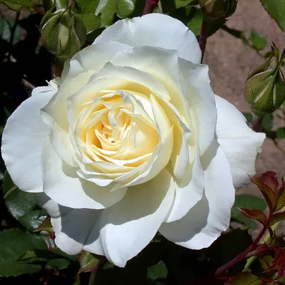 Роза чайно-гибридная Анастасия Rose hybrid tea Anastasia - купить саженцы  роз с доставкой по Украине в магазине Добродар