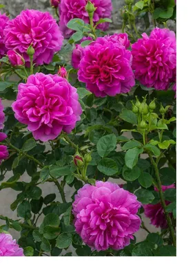 Роза чайно-гибридная Анна Карина Rose hybrid tea Anna Karina - купить  саженцы роз с доставкой по Украине в магазине Добродар