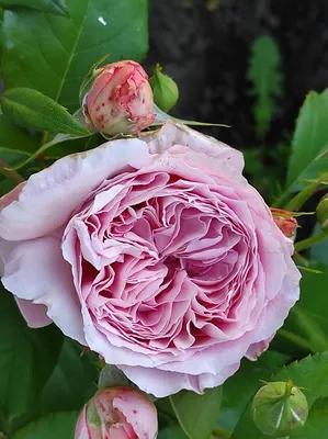 Роза Чайно-гибридная Анна де Киев | Калужский питомник растений