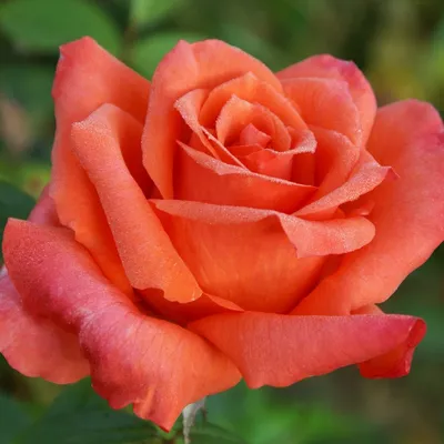 Английские роза Анна Болейн (Anne Boleyn) - Розы Английские Кустовые - Розы  в пакетах. - Каталог - LandSad.ru
