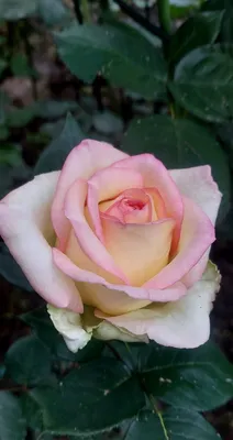 Букет из 51 розы \"Анна Карина\" купить в Курске | заказать живые цветы с  доставкой на дом или самовывоз