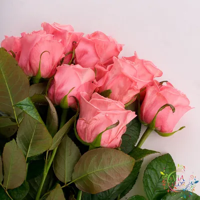 21 розовая роза Анна Карина купить дешево с доставкой в Московской области  | Дом Роз