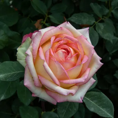 Anna Pavlova \" Hybrid tea rose - Light pink, darker shading - Strong  fragrance - Peter Beales (UK), 1981 | Hybrid tea roses, Front flower beds,  Beautiful roses