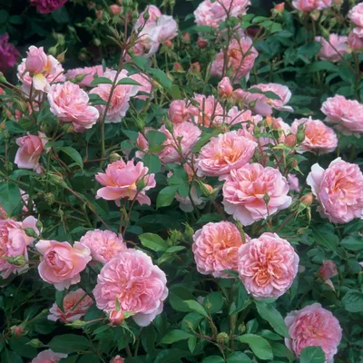 Купить 51 розовую розу высотой 120 cм Анна Карина, доставка