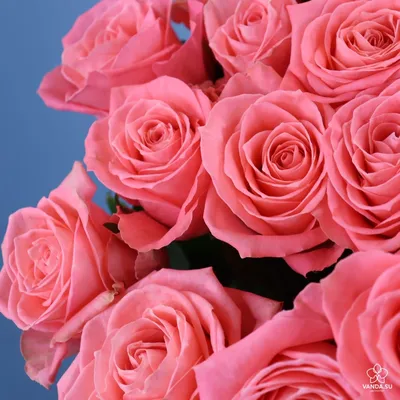 Роза Princess Anne (Принцесса Анна) – купить саженцы роз в питомнике в  Москве