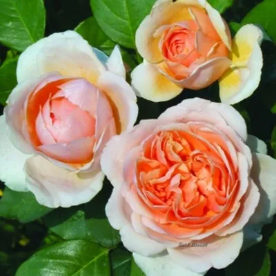 Princess Anne | Roses' Name