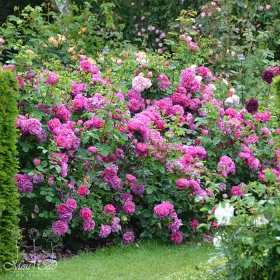 Букет из 35 роз «Анна Карина» купить в Курске | заказать живые цветы с  доставкой на дом или самовывоз