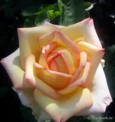 Роза Princess Anne - D.Austin European licensees - купить online | Магазин  «Мой Сад»