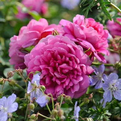 Английская роза Принцесса Анна в моем саду. Роза-праздник или  разочарование. Решать вам. | Розовый сад творчество для души. | Дзен