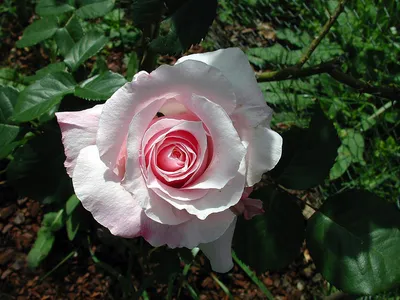 Розовые розы «Анна Карина» в коробке 35 шт.
