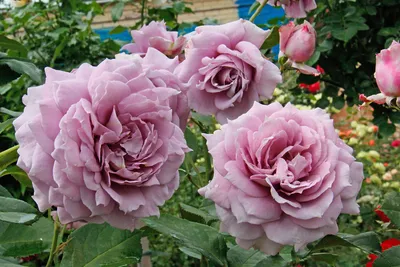 Букет 101 розовая роза 120 cм Анна Карина купить с доставкой