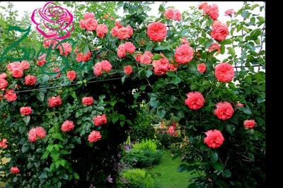 Роза плетистая Антик (Antike) купить выгодно ✵ Сады-Эдема.рф – интернет  магазин растений для сада