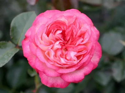 Photo of the bloom of Rose (Rosa 'Antike 89') posted by zuzu - Garden.org