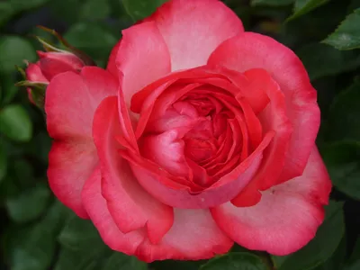 Роза 'Антик 89' (плетистая крупноцветковая) купить по цене 770,00 руб. руб.  в Москве в садовом центре Южный